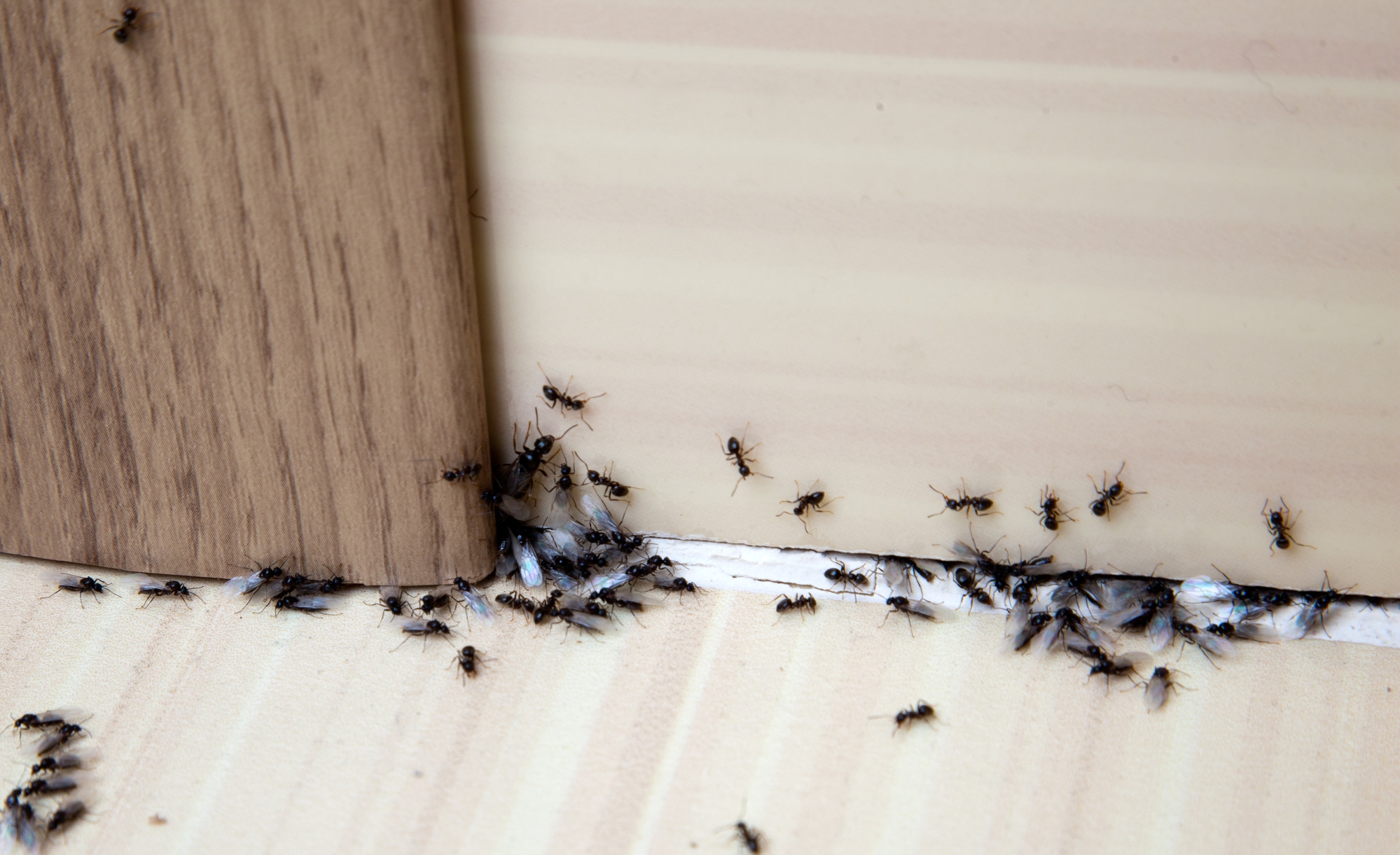 Ma grand-mère avait la solution miracle pour éliminer les fourmis dans la maison, vous ne devinerez jamais ce que c'est !